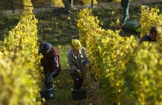 全球葡萄酒總產(chǎn)量下降8.2%，2018葡萄酒漲價(jià)已成定勢(shì)